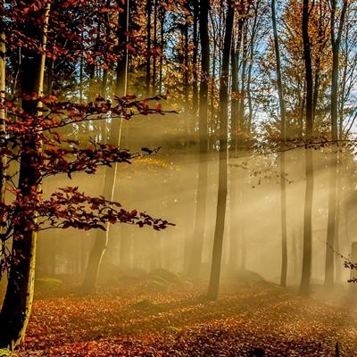 开元棋脾下载手机版